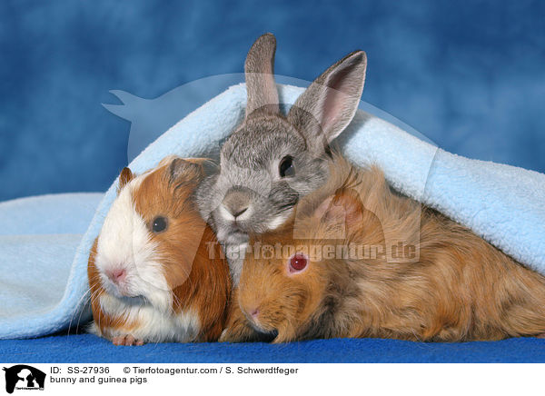 bunny and guinea pigs / SS-27936