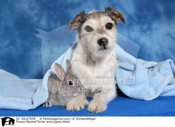 Parson Russell Terrier and pygmy rabbit / SS-27939