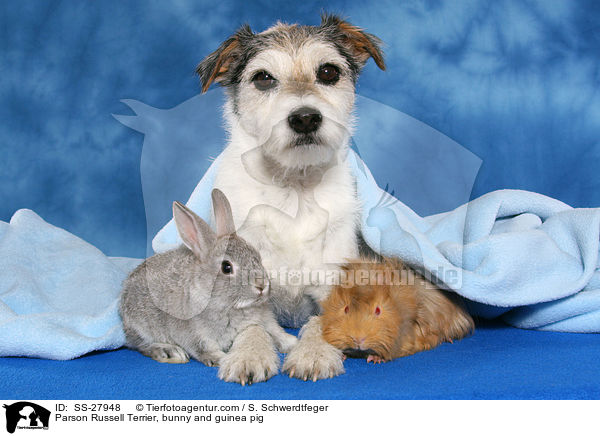 Parson Russell Terrier, bunny and guinea pig / SS-27948