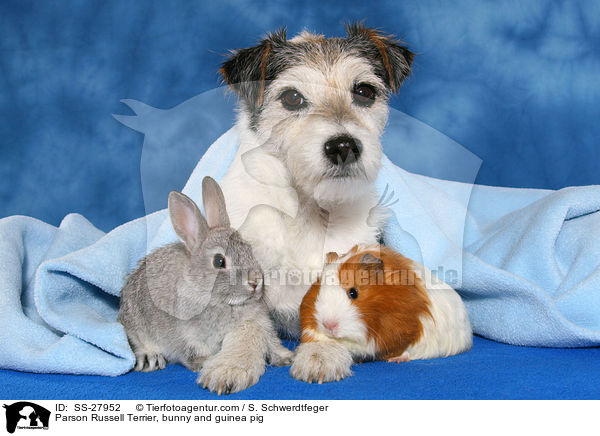 Parson Russell Terrier, bunny and guinea pig / SS-27952