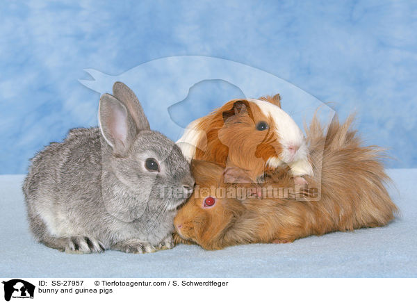 bunny and guinea pigs / SS-27957
