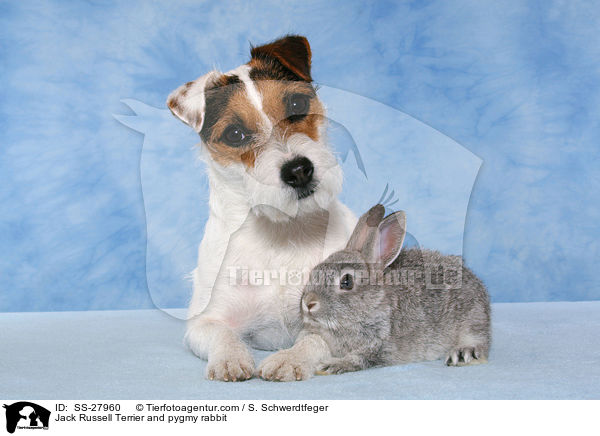 Jack Russell Terrier and pygmy rabbit / SS-27960