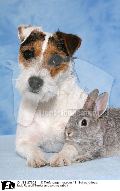 Jack Russell Terrier and pygmy rabbit / SS-27962