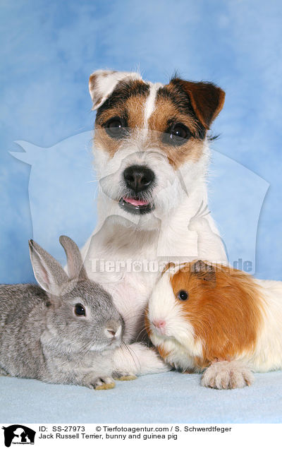 Jack Russell Terrier, bunny and guinea pig / SS-27973