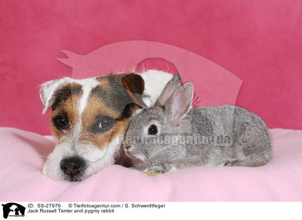 Jack Russell Terrier and pygmy rabbit / SS-27976