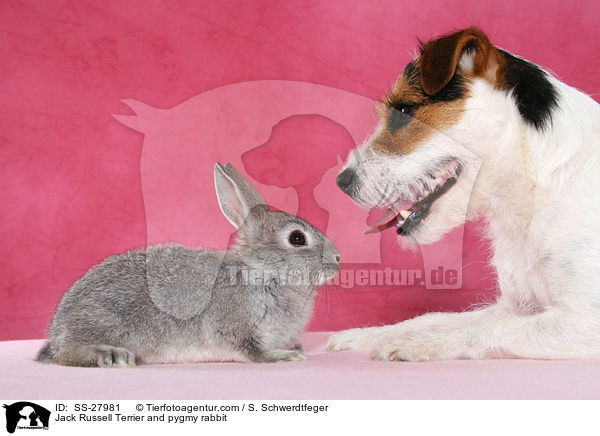 Jack Russell Terrier and pygmy rabbit / SS-27981
