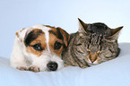 Jack Russell Terrier and cat
