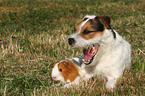 Jack Russell Terrier and guinea pig