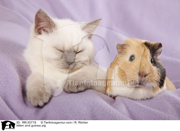 kitten and guinea pig / RR-30716