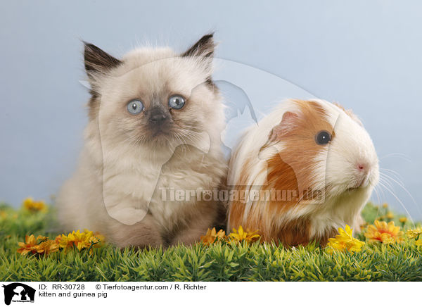 kitten and guinea pig / RR-30728