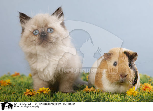 kitten and guinea pig / RR-30732