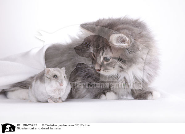 Siberian cat and dwarf hamster / RR-25283