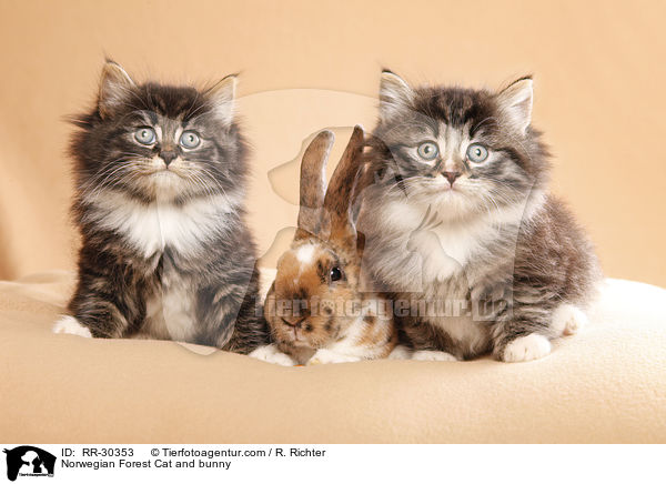 Norwegian Forest Cat and bunny / RR-30353