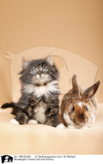 Norwegian Forest Cat and bunny / RR-30354