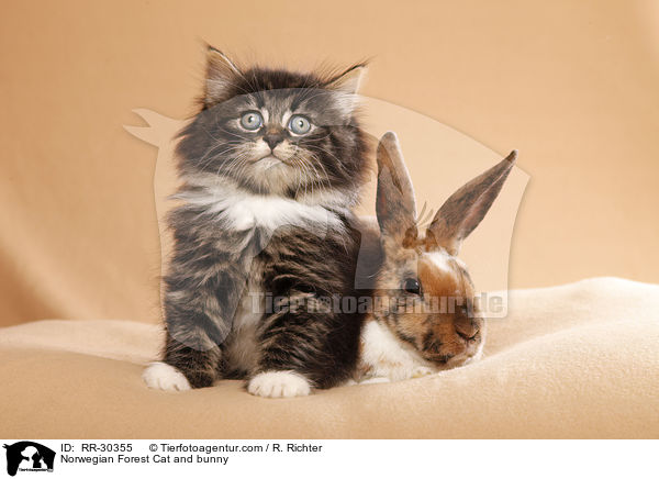 Norwegian Forest Cat and bunny / RR-30355