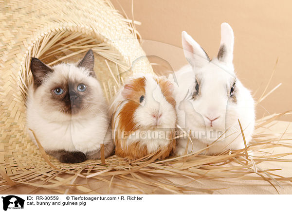 cat, bunny and guinea pig / RR-30559
