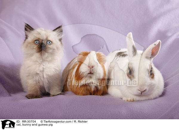 cat, bunny and guinea pig / RR-30704