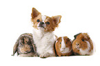 dog with rabbit and guinea pigs