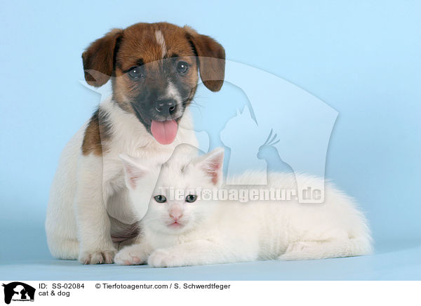 cat & dog / SS-02084