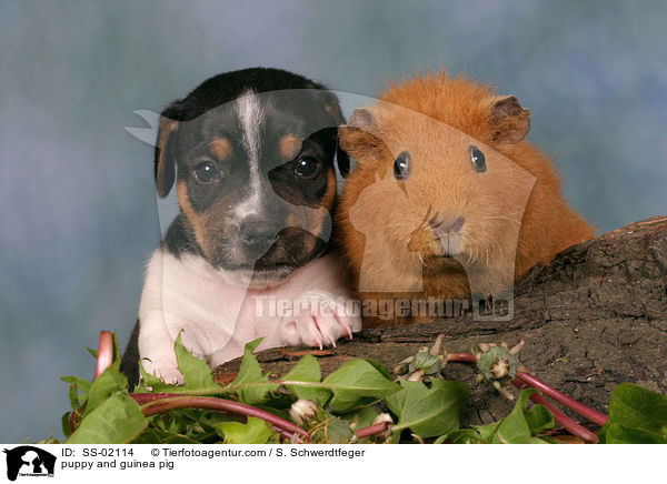 puppy and guinea pig / SS-02114