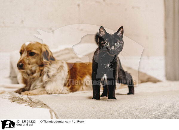 dog and cat / LR-01223