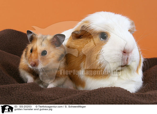 golden hamster and guinea pig / SS-20203