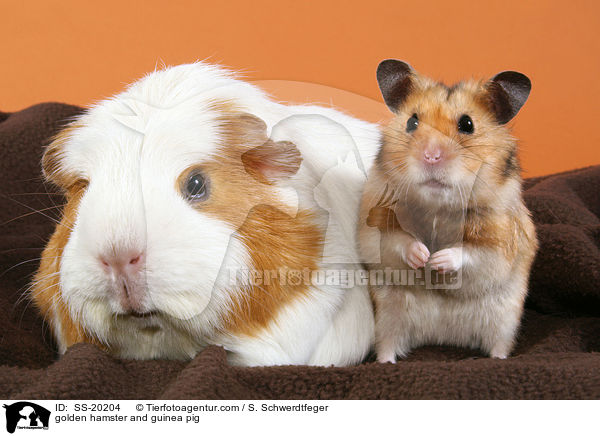 golden hamster and guinea pig / SS-20204