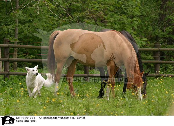 horse and dog / RR-01734