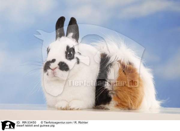 dwarf rabbit and guinea pig / RR-33450