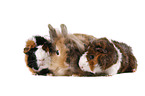 rabbit and guinea pigs
