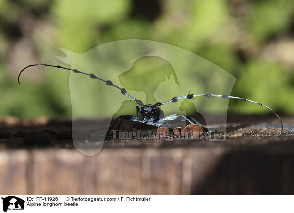 Alpine longhorn beetle / FF-11926