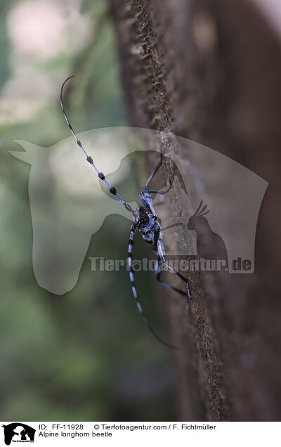 Alpine longhorn beetle / FF-11928