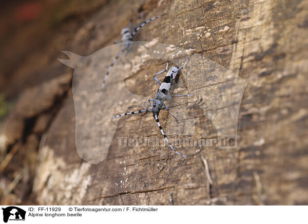 Alpine longhorn beetle / FF-11929