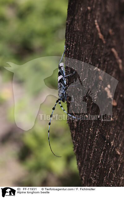 Alpine longhorn beetle / FF-11931