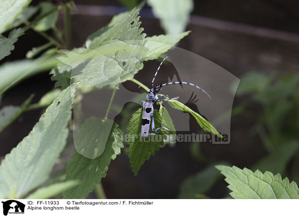 Alpine longhorn beetle / FF-11933