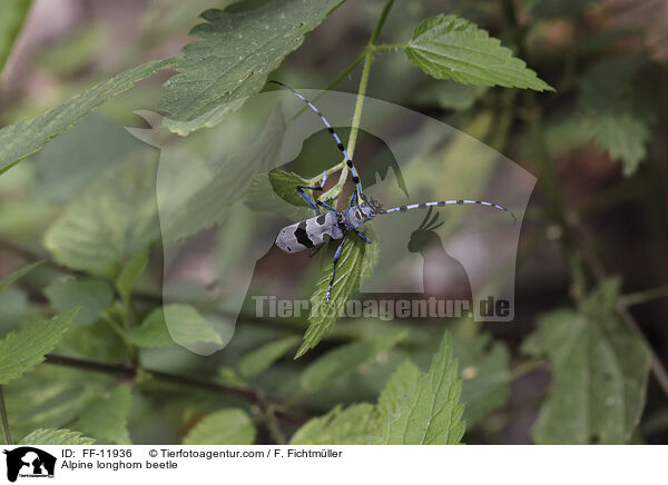 Alpenbock / Alpine longhorn beetle / FF-11936