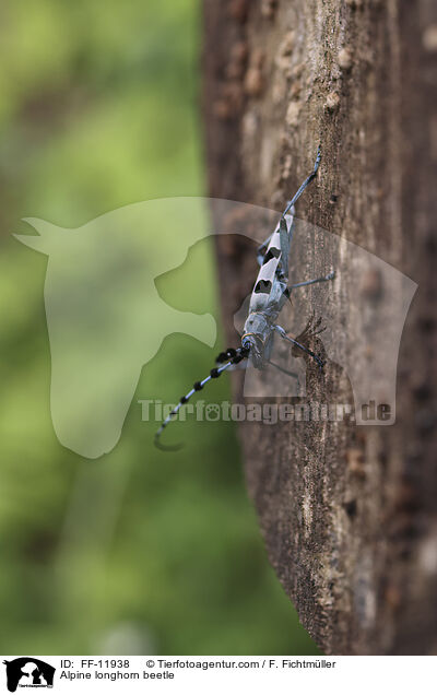 Alpine longhorn beetle / FF-11938