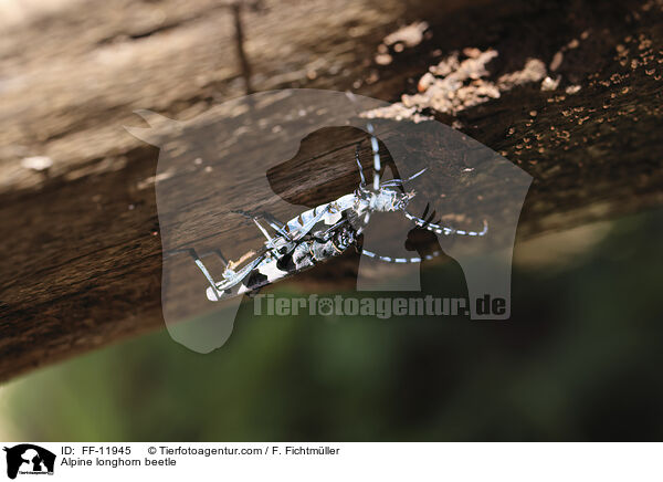 Alpine longhorn beetle / FF-11945