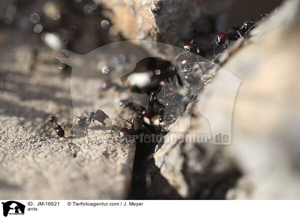 ants / JM-16621