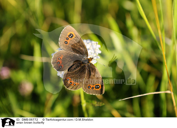 arran brown butterfly / DMS-06772