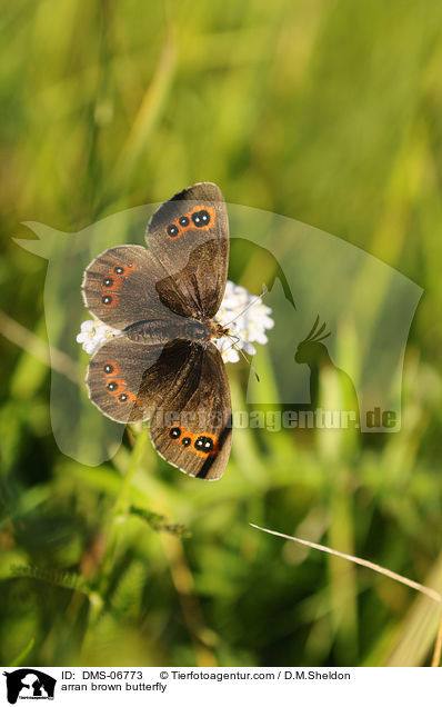 arran brown butterfly / DMS-06773