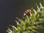 Asian lady Beetle