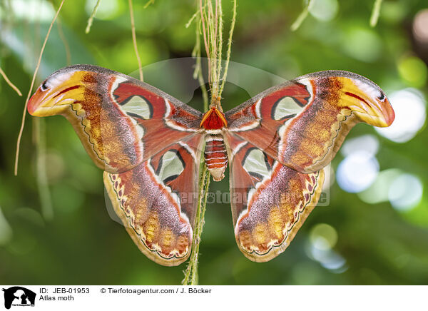 Atlas moth / JEB-01953