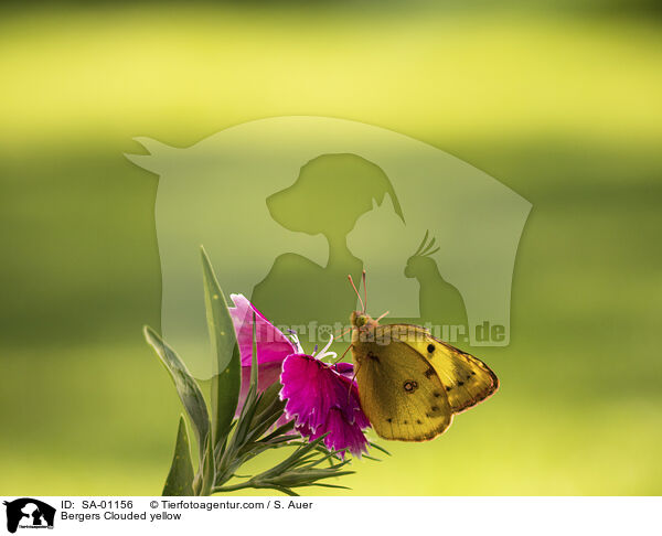 Bergers Clouded yellow / SA-01156