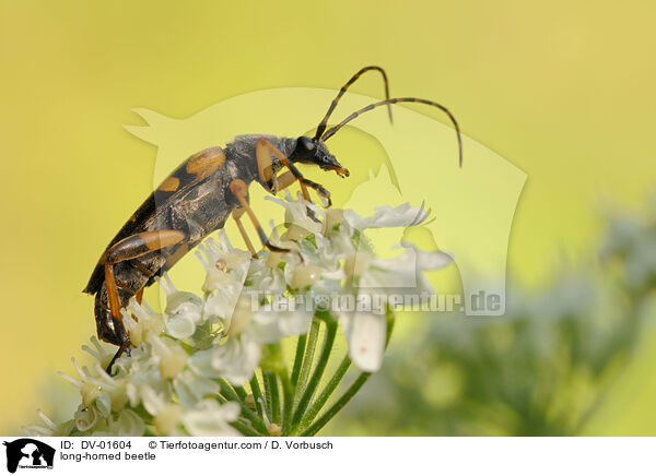 long-horned beetle / DV-01604