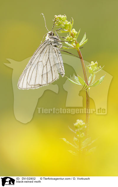 black-veined moth / DV-02802