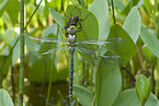 southern hawker with prey