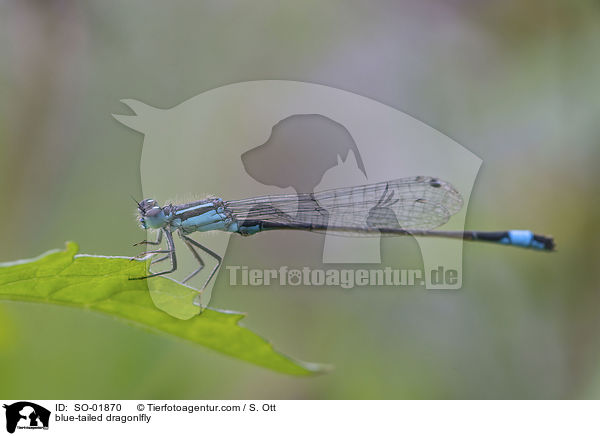 blue-tailed dragonlfly / SO-01870