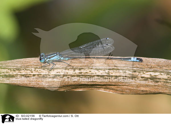 blue-tailed dragonlfly / SO-02156
