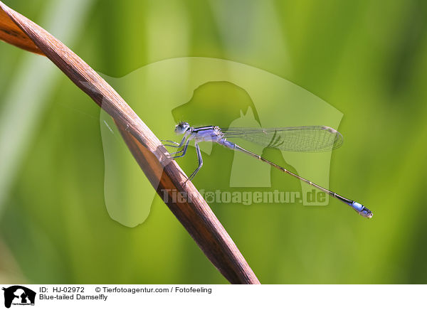 Blue-tailed Damselfly / HJ-02972